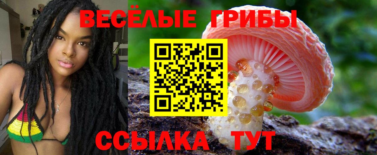 Галлюциногенные грибы Psilocybe Тейково